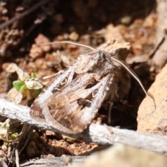 Agrotis munda (Brown Cutworm) at Mount Ainslie - 22 Sep 2019 by jb2602