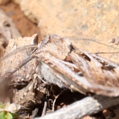 Agrotis munda at Majura, ACT - 22 Sep 2019 11:55 AM