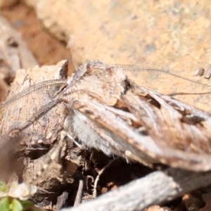 Agrotis munda at Majura, ACT - 22 Sep 2019 11:55 AM