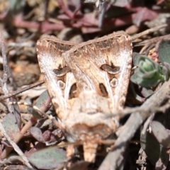 Agrotis munda at Majura, ACT - 22 Sep 2019 11:55 AM