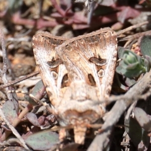 Agrotis munda at Majura, ACT - 22 Sep 2019 11:55 AM