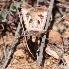 Agrotis munda at Majura, ACT - 22 Sep 2019 11:55 AM