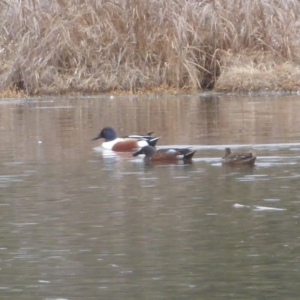 Spatula clypeata at Fyshwick, ACT - 19 Sep 2019