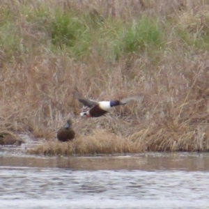 Spatula clypeata at Fyshwick, ACT - 19 Sep 2019