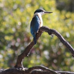 Todiramphus sanctus (Sacred Kingfisher) at Gundaroo, NSW - 2 Nov 2013 by Gunyijan