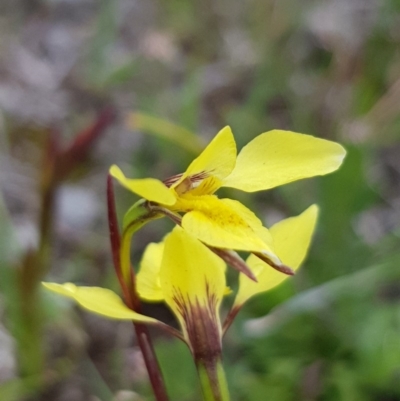 Diuris chryseopsis (Golden Moth) at Amaroo, ACT - 23 Sep 2019 by Jiggy