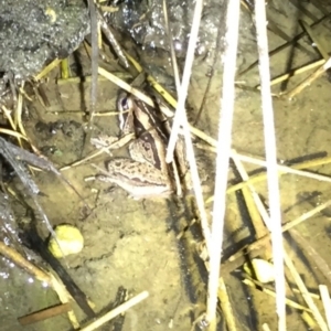 Limnodynastes peronii at Depot Beach, NSW - 21 Sep 2019