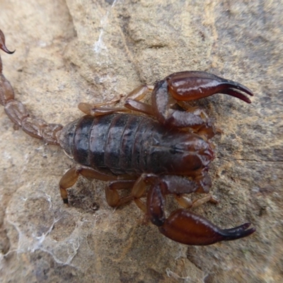 Urodacus manicatus (Black Rock Scorpion) at Molonglo Gorge - 19 Sep 2019 by Christine