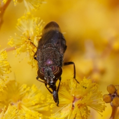 Stomorhina discolor (Snout fly) at ANBG - 22 Sep 2019 by rawshorty