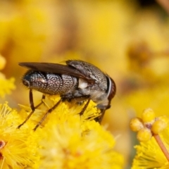 Stomorhina discolor at Acton, ACT - 22 Sep 2019