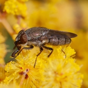 Stomorhina discolor at Acton, ACT - 22 Sep 2019