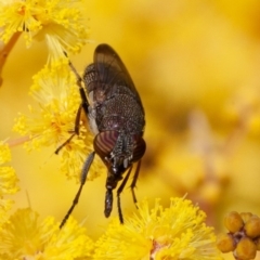 Stomorhina discolor at Acton, ACT - 22 Sep 2019