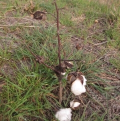 Gossypium hirsutum (Upland or Mexican Cotton) at Dunlop, ACT - 22 Sep 2019 by pinnaCLE