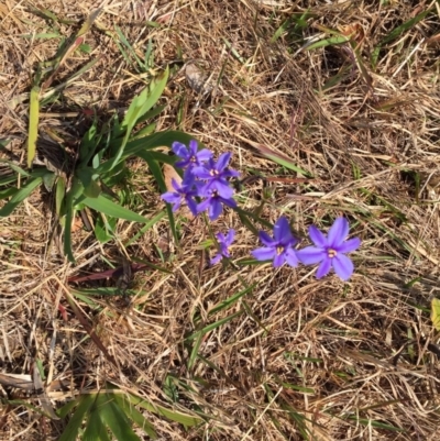 Aristea ecklonii (Blue Stars) at Woodstock, NSW - 21 Sep 2019 by Evelynm