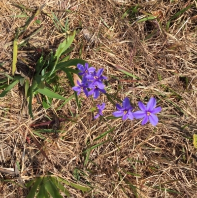 Aristea ecklonii (Blue Stars) at Woodstock, NSW - 20 Sep 2019 by Evelynm