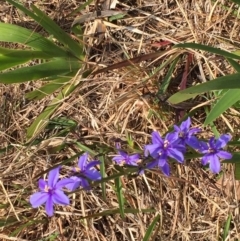 Aristea ecklonii at Woodstock, NSW - 21 Sep 2019