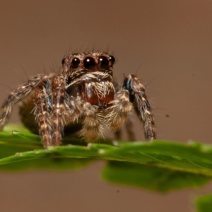 Servaea sp. (genus) at Acton, ACT - 22 Sep 2019