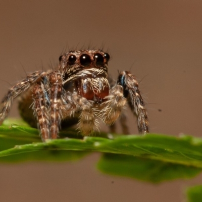 Servaea sp. (genus) (Unidentified Servaea jumping spider) at Acton, ACT - 22 Sep 2019 by rawshorty