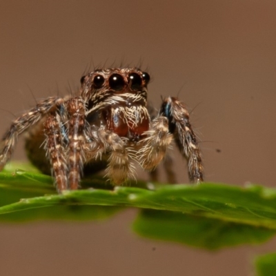 Servaea sp. (genus) (Unidentified Servaea jumping spider) at Acton, ACT - 22 Sep 2019 by rawshorty