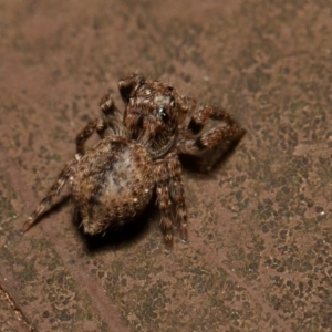 Servaea sp. (genus) at Acton, ACT - 22 Sep 2019