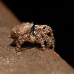 Servaea sp. (genus) at Acton, ACT - 22 Sep 2019