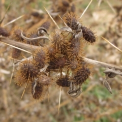 Xanthium spinosum (Bathurst Burr) at Molonglo Valley, ACT - 22 Sep 2019 by pinnaCLE