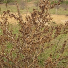 Xanthium spinosum at Molonglo Valley, ACT - 22 Sep 2019