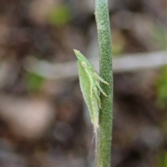 Philagra sp. (genus) (A spittlebug) at Cook, ACT - 20 Sep 2019 by CathB