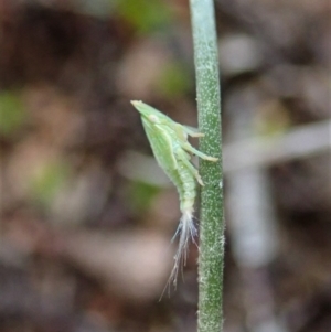 Philagra sp. (genus) at Cook, ACT - 20 Sep 2019 02:55 PM