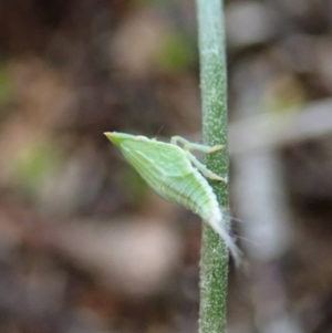 Philagra sp. (genus) at Cook, ACT - 20 Sep 2019