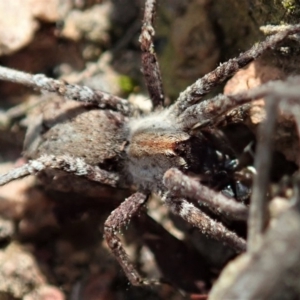 Argoctenus sp. (genus) at Cook, ACT - 20 Sep 2019 03:17 PM