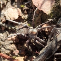 Argoctenus sp. (genus) at Cook, ACT - 20 Sep 2019 03:17 PM