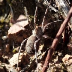 Argoctenus sp. (genus) at Cook, ACT - 20 Sep 2019 03:17 PM