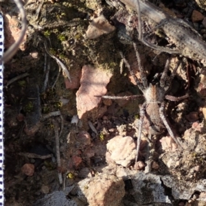 Argoctenus sp. (genus) at Cook, ACT - 20 Sep 2019 03:17 PM