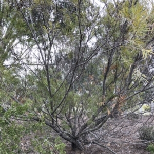 Acacia longifolia subsp. longifolia at Hughes, ACT - 22 Sep 2019