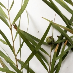 Acacia longifolia subsp. longifolia at Hughes, ACT - 22 Sep 2019