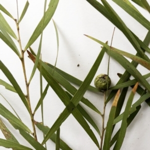 Acacia longifolia subsp. longifolia at Hughes, ACT - 22 Sep 2019 12:00 AM