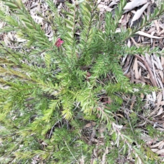 Grevillea juniperina (Grevillea) at Red Hill to Yarralumla Creek - 21 Sep 2019 by ruthkerruish