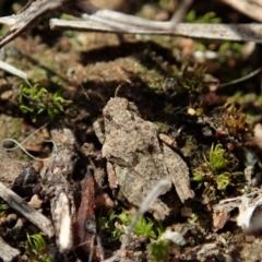 Tetrigidae (family) (Pygmy grasshopper) at Mount Painter - 20 Sep 2019 by CathB