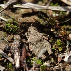 Tetrigidae (family) at Cook, ACT - 20 Sep 2019 03:31 PM