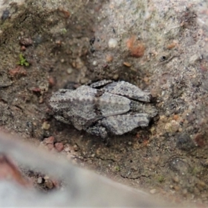 Tetrigidae (family) at Cook, ACT - 20 Sep 2019 03:31 PM