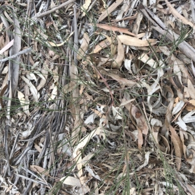 Unverified at Hughes, ACT - 22 Sep 2019 by ruthkerruish
