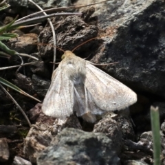 Helicoverpa armigera (Cotton bollworm, Corn earworm) at Majura, ACT - 22 Sep 2019 by jb2602