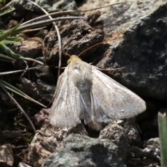 Helicoverpa armigera at Majura, ACT - 22 Sep 2019 12:16 PM