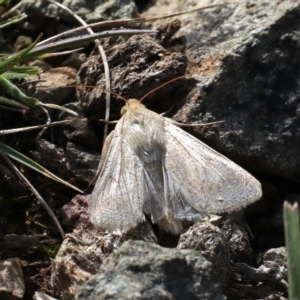 Helicoverpa armigera at Majura, ACT - 22 Sep 2019 12:16 PM