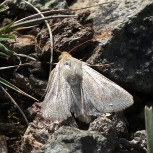 Helicoverpa armigera at Majura, ACT - 22 Sep 2019 12:16 PM