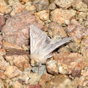 Helicoverpa armigera at Majura, ACT - 22 Sep 2019 12:16 PM