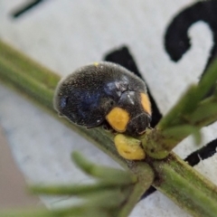 Apolinus lividigaster (Yellow Shouldered Ladybird) at Mount Painter - 20 Sep 2019 by CathB