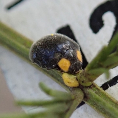 Apolinus lividigaster (Yellow Shouldered Ladybird) at Mount Painter - 20 Sep 2019 by CathB