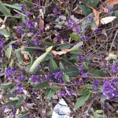 Hardenbergia violacea (False Sarsaparilla) at Hughes Grassy Woodland - 22 Sep 2019 by ruthkerruish